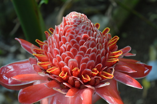 selective focus, Kecombrang plant with the scientific name Etlingera elatior, a type of spice plant. Flowers, fruit and seeds are used as vegetable ingredients.