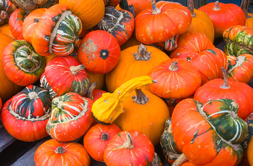 A pile of colorful turban squash, pumpkins and gourds at a Vermont farmers market.