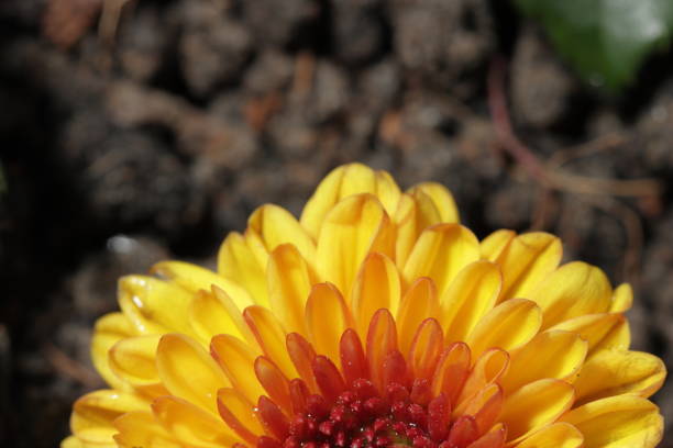 yellow chrysanthemum flower shining in sunlight
