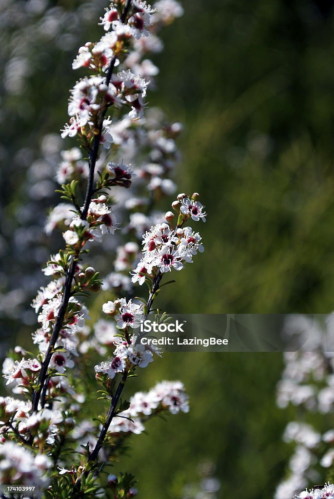 Kanuka (Kunzea ericoides) malaleuca - Foto stock royalty-free di Albero
