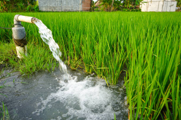 istock Irrigation of rice fields using pump wells with the technique of pumping water from the ground to flow into the rice fields. The pumping station where water is pumped from a irrigation canal system. 1741040537