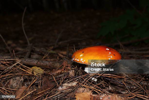 Amanita 0명에 대한 스톡 사진 및 기타 이미지 - 0명, 가을, 광대버섯