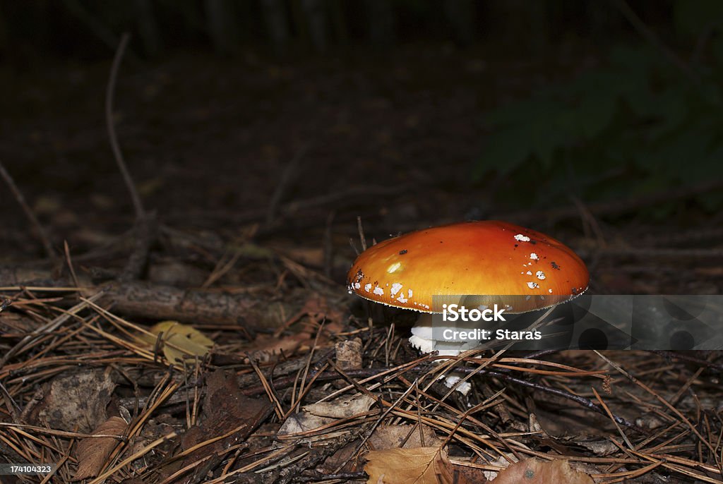 muchomor - Zbiór zdjęć royalty-free (Amanita parcivolvata)