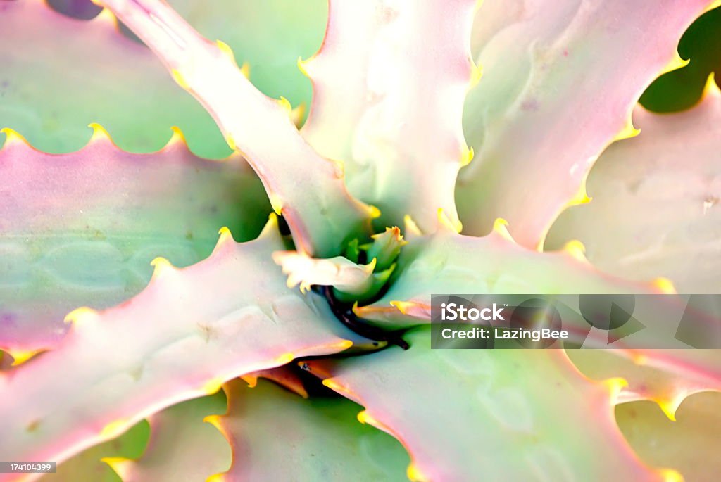 Close-up de uma planta Aloe (babosa) em foco suave. - Foto de stock de Amarelo royalty-free
