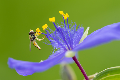 A small fly was photographed feeding on pollen from a spiderwort at the Cherokee Prairie in Western Arkansas.