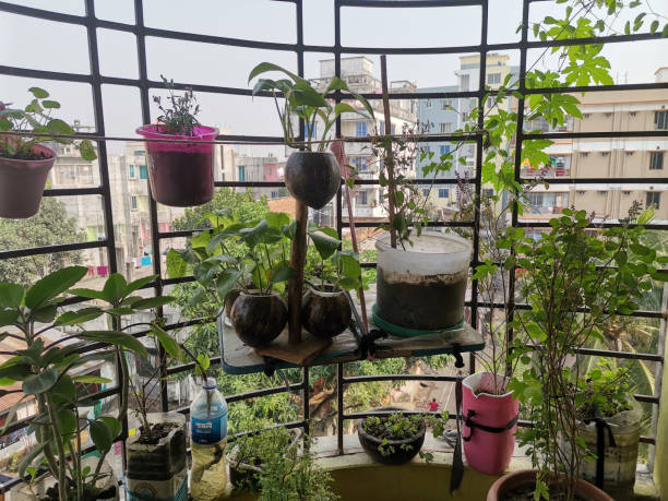 istock Home gardening, a green view looks fresh 1741046007
