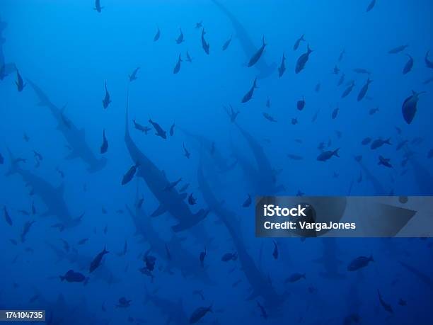 Hammerhead Sharks Stock Photo - Download Image Now - School of Fish, Shark, Animals Hunting