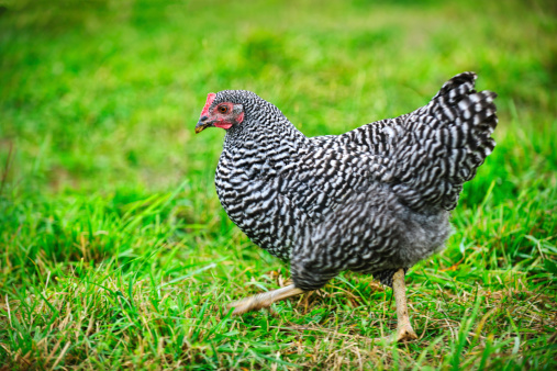 Free range hens foraging in back garden