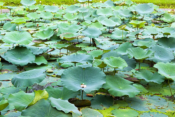 istock Green Lotus leaf in pond 174105340