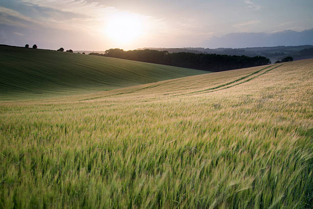 istock Summer landscape image of wheat field at sunset 174105404