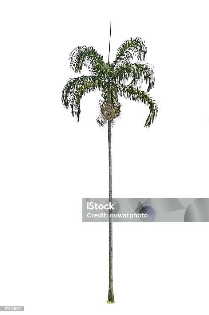 Palm tree Palm tree isolated on white background Areca Stock Photo