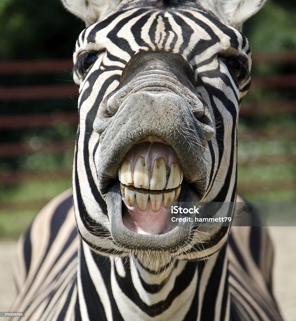 A zebra showing its teeth up close Zebra smile and teeth Africa Stock Photo