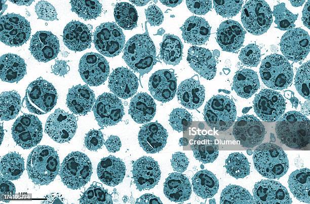 Microscopia Electrónica De Neutrófilos Humanos - Fotografias de stock e mais imagens de Granulócito - Granulócito, Micrógrafo Confocal a Laser, Leucemia