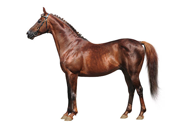istock Trakehner horse isolated 174105920