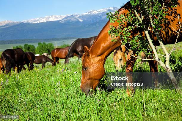 Rancho Piękne Zdrowe Eleganckie Konie Paść Się Na Spotkanie - zdjęcia stockowe i więcej obrazów Bez ludzi