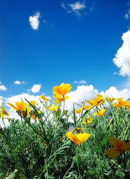istock California Golden Poppy 174106066