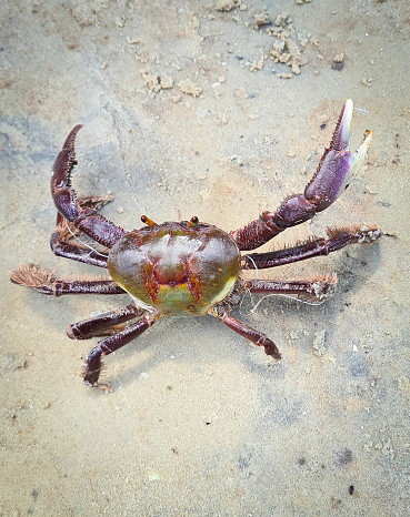Spider crab on a rock. Closeup macro view