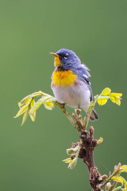 istock Northern Parula, J.T. Nickel Preserve, Oklahoma 1741069157