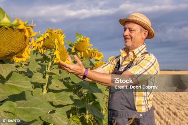 Cheerful Farmer In Fields With Sunflowers At Sunrise Stock Photo - Download Image Now