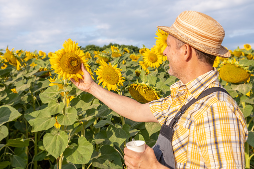 Cheerful farmer in a yellow checkered shirt, gray overalls, and yellow straw hat in sunflower fields at sunrise. He holds a cup of coffee in one hand and a sunflower seed in the other and looks at it contentedly.