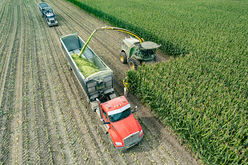 Using a Forage Harvester, corn is chopped for silage and collected in open trailers in a farm field in Northeast Wisconsin.