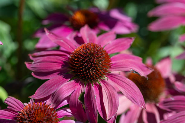 istock Bright Pink Coneflower Close  Up 1741072665