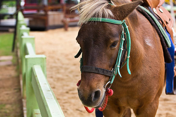 istock Horse on farm Chokchai 174107366