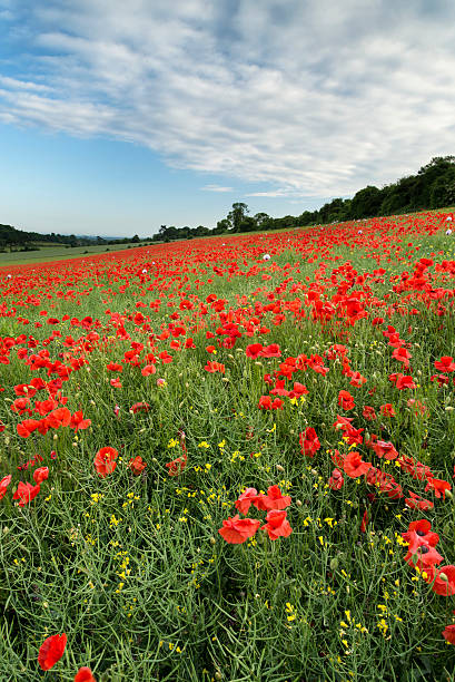 istock Stunning poppy field landscape under Summer sunset sky 174107994