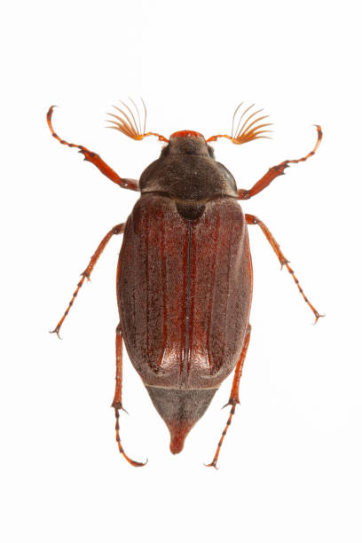 istock Young cockchafer isolated on white background 1741084922