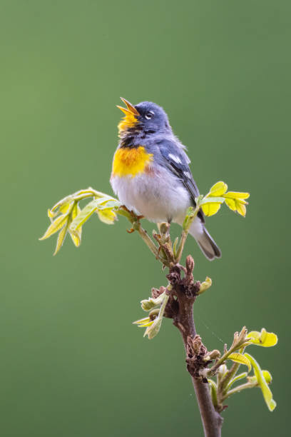 istock Northern Parula, J.T. Nickel Preserve, Oklahoma 1741088993