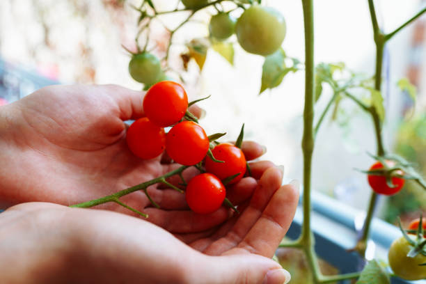 Cherry tomatoes bunch in hands gardener grown on balcony7 Ripe red tomatoes cut from plant