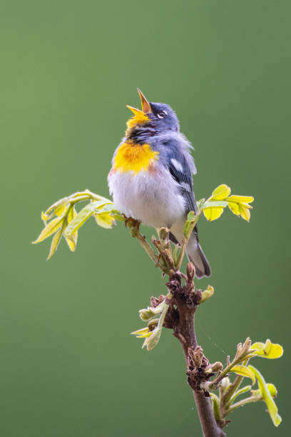 Northern Parula, J.T. Nickel Preserve, Oklahoma