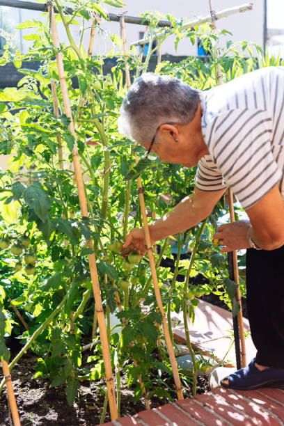 istock Senior woman checking growing tomatoe plants 1741098386