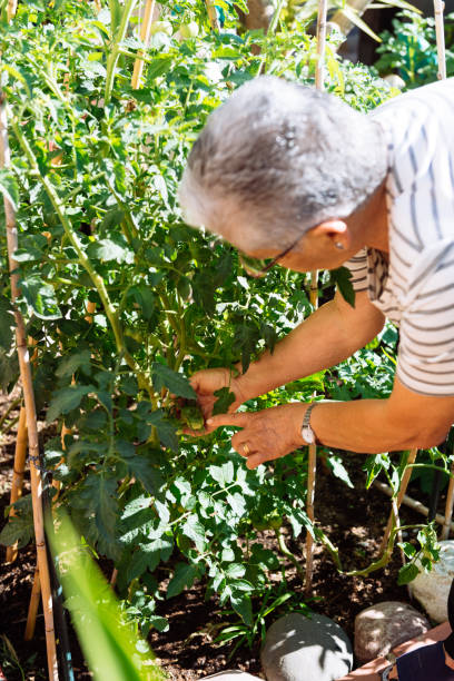 istock Senior woman checking growing fresh tomatoes plants 1741098989