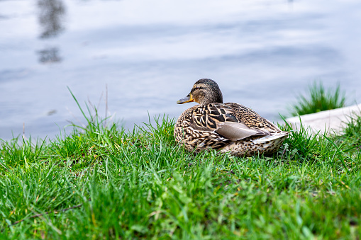 a duck rests on the river bank