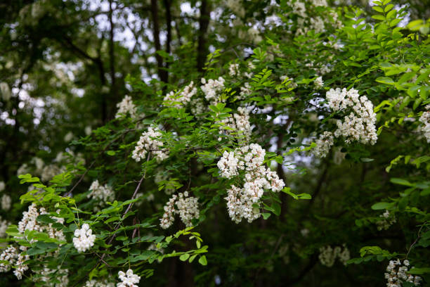 istock tree blossom, acacia blossom, the tree is blooming 1741102248
