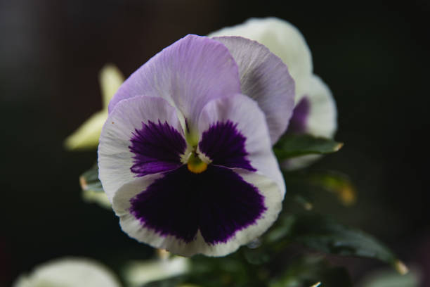 The garden pansy is a type of hybrid plant cultivated as a garden flower. It is a popular cool season flower and is easy to grow. Flowers are colorful and charming monkey-faced flowers.