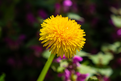 dandelion, yellow flower, wildflowers, spring flowers, bouquet of dandelions