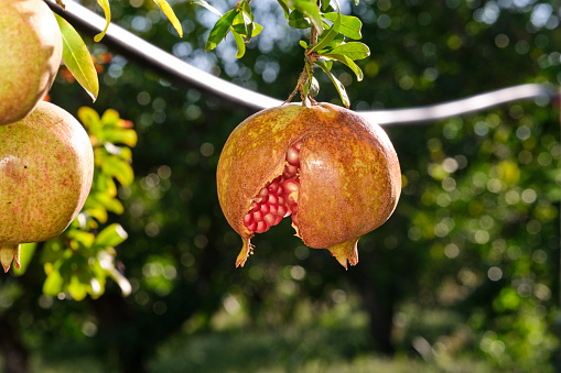 Open pomegranate on tree