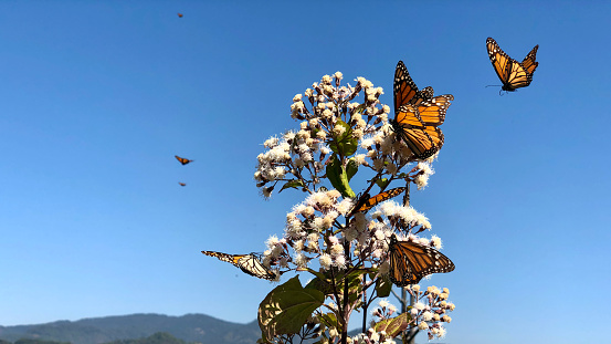 Close-Up Of Monarch Butterflies On Plant Against Blue Sky