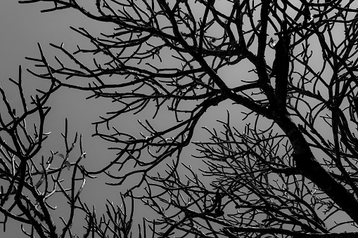 Monochrome random pattern of bare branches of frangipani tree.