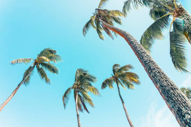 istock Palm trees on tropical island against blue sky. 1741105097