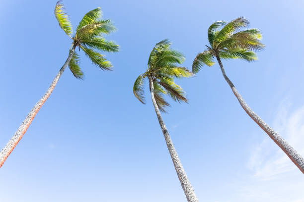 istock Palm trees on tropical island against blue sky. 1741105113