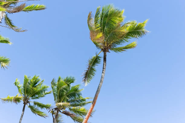 istock Palm trees on tropical island against blue sky. 1741105155