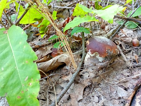 Among the green oak leaves and fallen brown porcini mushrooms hid. the topic of collecting mushrooms in the fall.