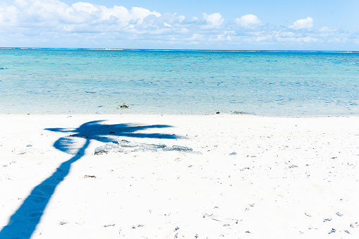 Tropical beach shadows palm tree on sand with sea