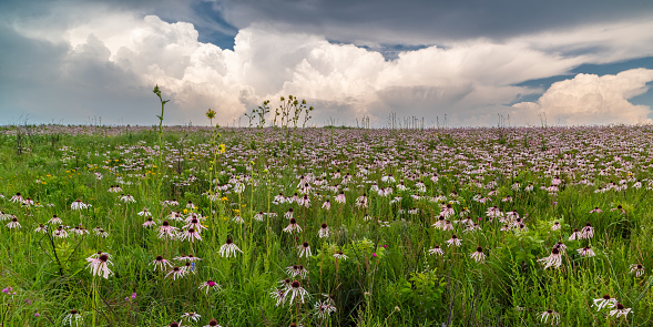 This amazing scene was photographed at the Cherokee Prairie in Western Arkansas in early June. Coneflowers and Compass Plant dominate the foreground and a thundercloud in the background.