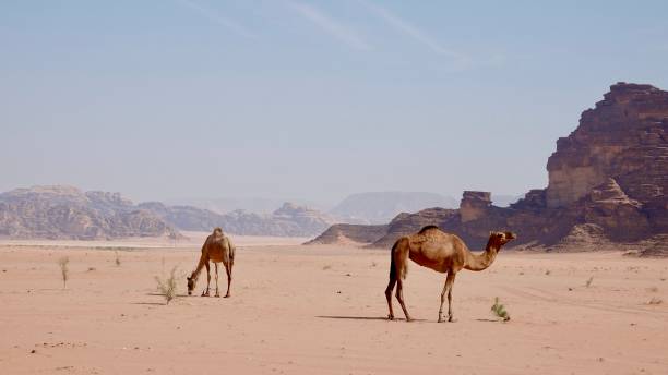 istock Wadi Rum desert in Jordan 1741112441