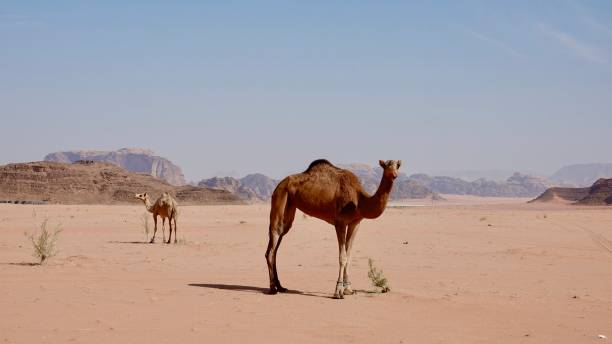 istock Wadi Rum desert in Jordan 1741112624