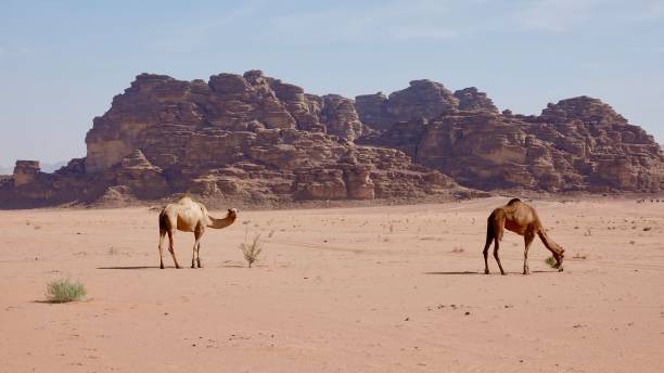 istock Wadi Rum desert in Jordan 1741112628